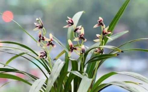 小蒼蘭花語意義 小蒼蘭花語意義