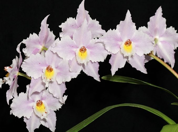 蝴蝶蘭組織培養 蝴蝶蘭組織培養