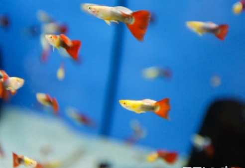 魚跳出魚缸夢境意義