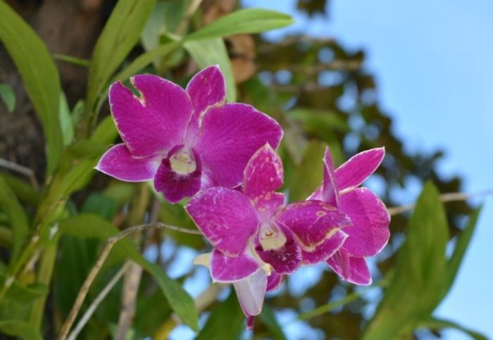 蘭花澆水方法 蘭花澆水方法