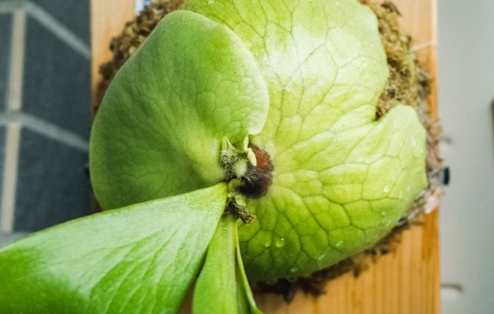 拖鞋蘭養護技巧