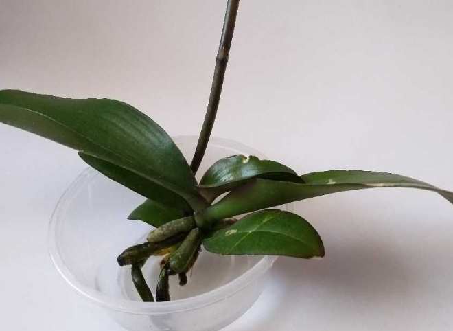 水培蘭花 水培蘭花