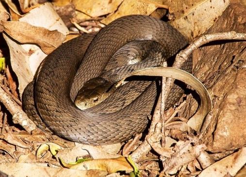 多頭蛇夢境解析