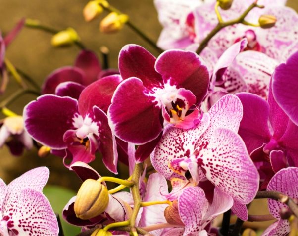 蘭花房間擺放 蘭花房間擺放