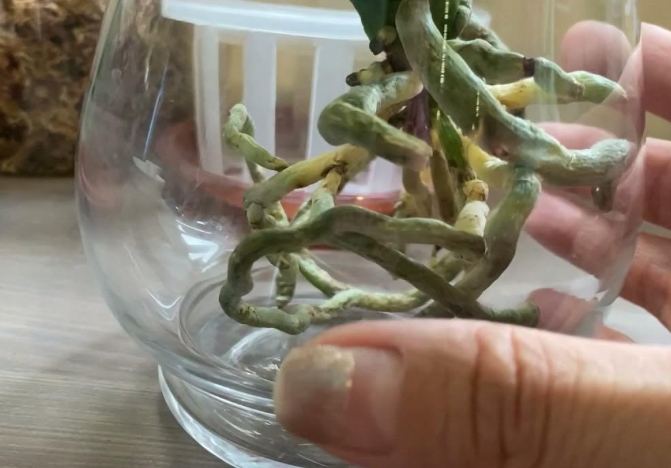 水培植物換水方法 水培植物換水方法