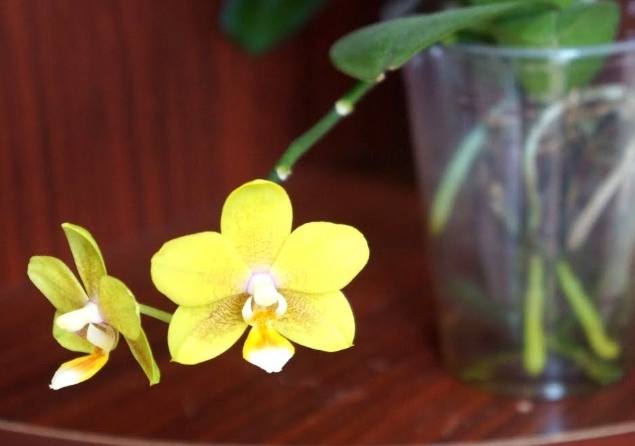 全水耕蘭花養護 全水耕蘭花養護