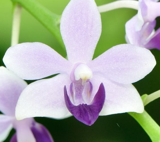 兰花烂根急救 兰花烂根急救