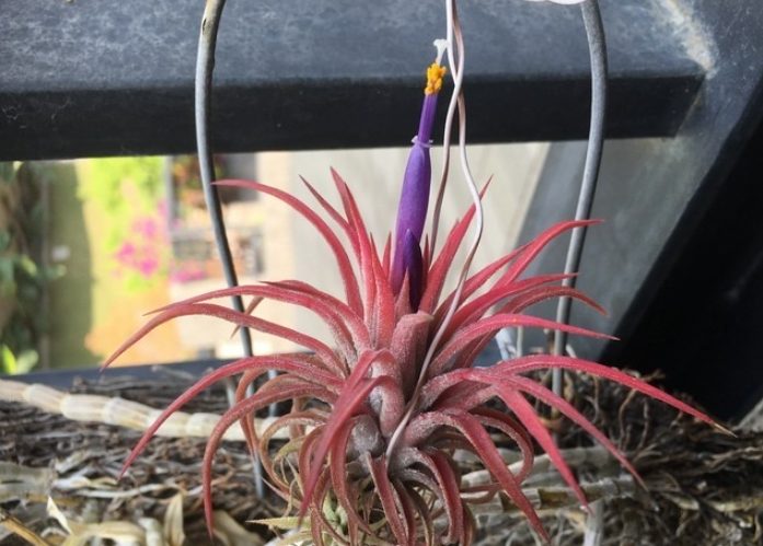 空气凤梨 松萝 空气凤梨 松萝