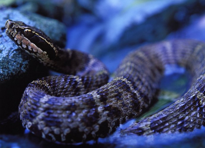 夢到很多蛇在路上解夢 夢到很多蛇在路上解夢