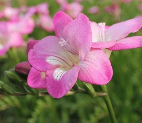 小蒼蘭花語意義 小蒼蘭花語意義