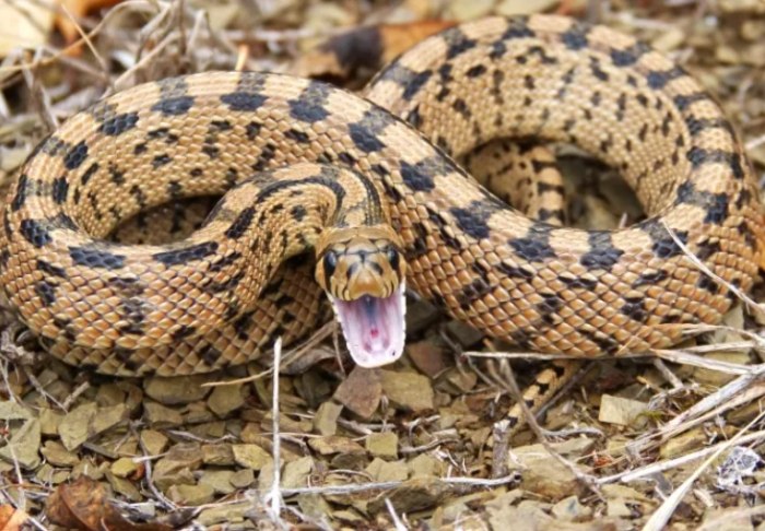 蛇夢境心理學 蛇夢境心理學