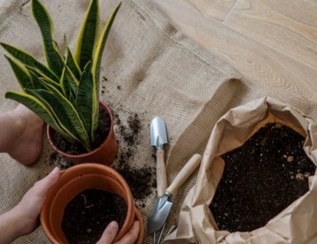 拖鞋蘭養護技巧