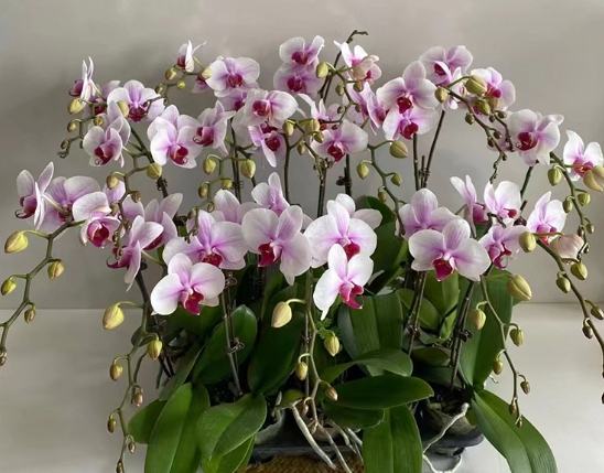 蘭花毒性寵物 蘭花毒性寵物