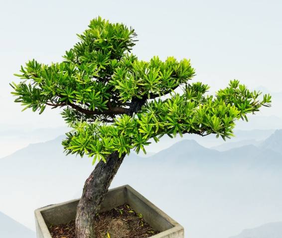 盆栽造型方法 盆栽造型方法