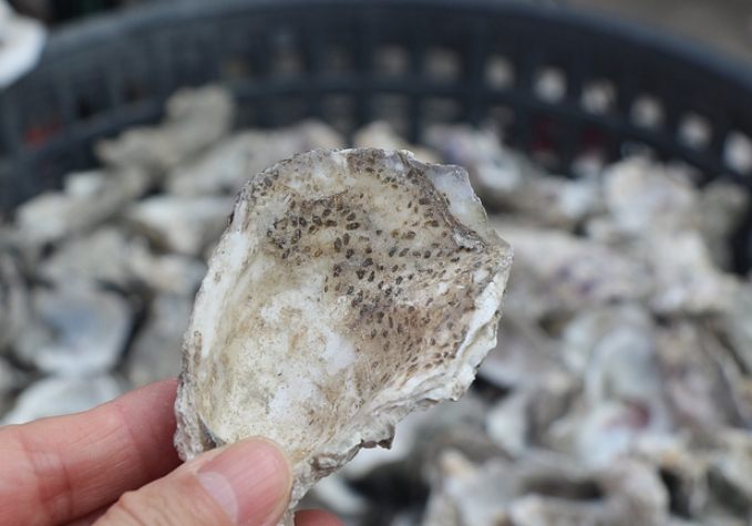 蘆竹溝蚵學園區旅遊