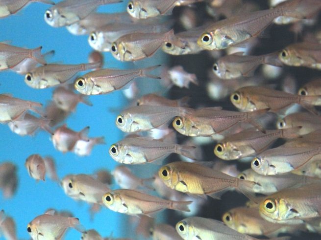 小魚夢境解析 小魚夢境解析