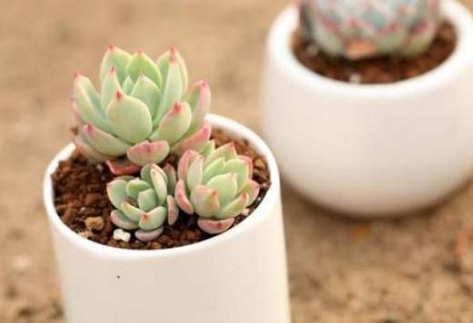 多肉葉子變黃解決 多肉葉子變黃解決