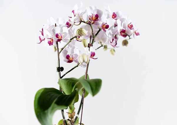 蘭花澆水方法 蘭花澆水方法