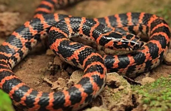 蛇夢境心理學 蛇夢境心理學