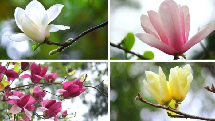 玉蘭花精油使用方法