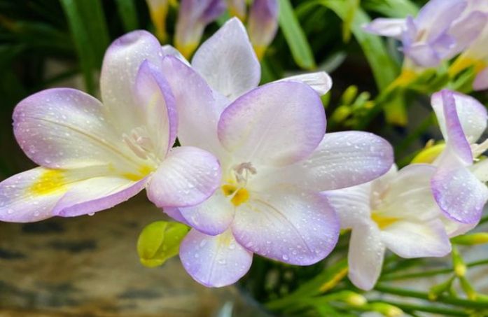 小蒼蘭開花時間 小蒼蘭開花時間