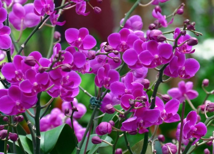 狗吃蘭花症狀 狗吃蘭花症狀