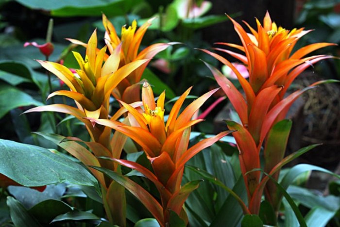 凤梨花修剪时间 凤梨花修剪时间