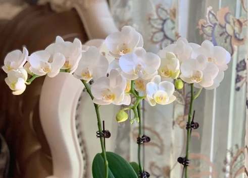 蝴蝶蘭品種介紹