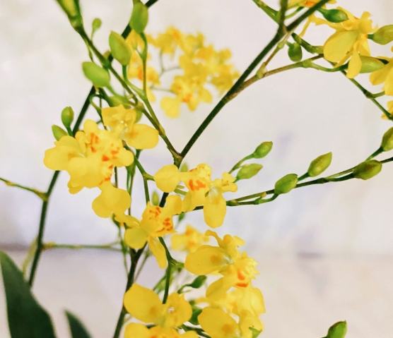 文心蘭澆水頻率