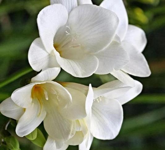 紫色花語意義 紫色花語意義