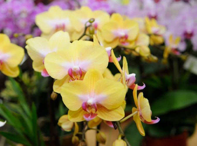 蝴蝶蘭品種介紹