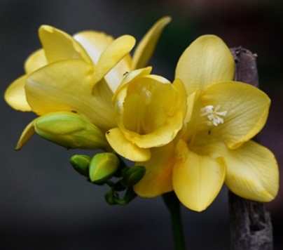 小蒼蘭花語意義