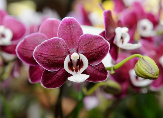 蝴蝶蘭養護方法