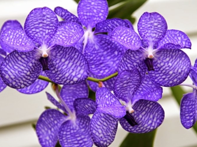 蘭花房間擺放 蘭花房間擺放