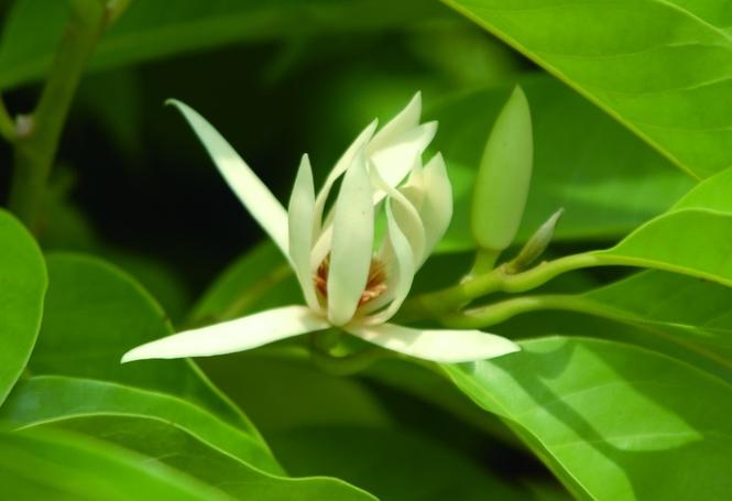 玉蘭花精油副作用