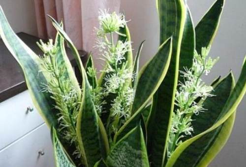 拖鞋蘭澆水頻率