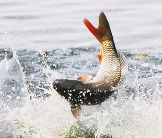 魚跳出水面解夢