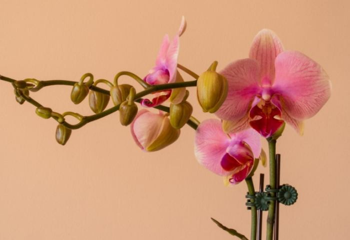 火山石優點 火山石優點