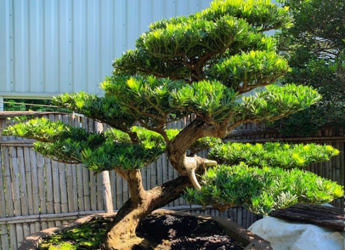 羅漢松造型技巧 羅漢松造型技巧