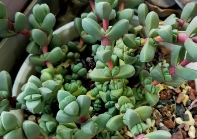 多肉植物黃葉處理 多肉植物黃葉處理