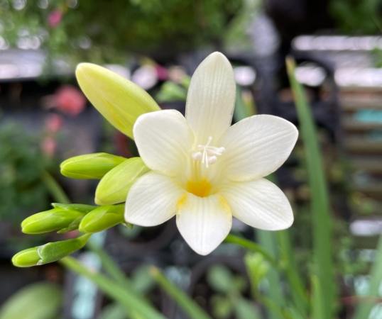 小蒼蘭花語意義 小蒼蘭花語意義