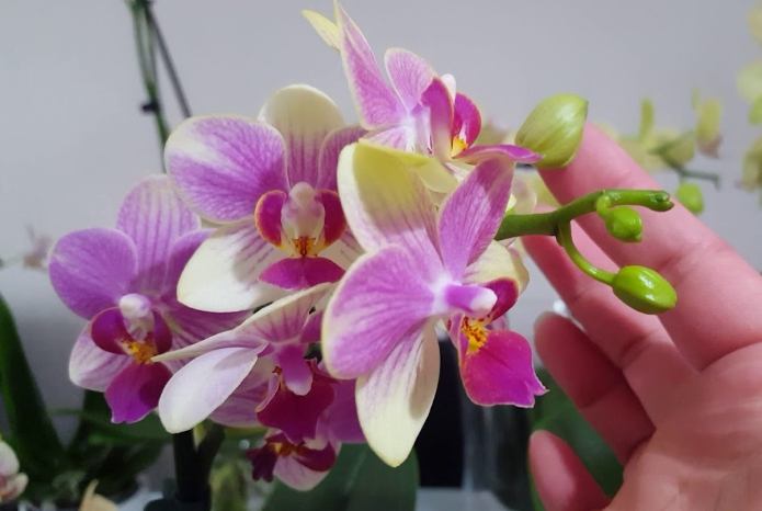 水耕蝴蝶蘭技巧