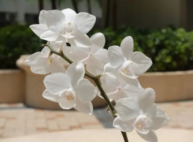 養蘭花三少一多 養蘭花三少一多