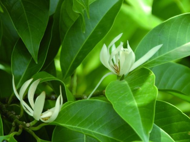 玉蘭花精油副作用