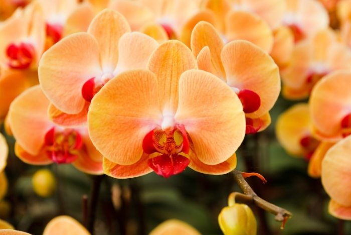 養蘭花三少一多 養蘭花三少一多