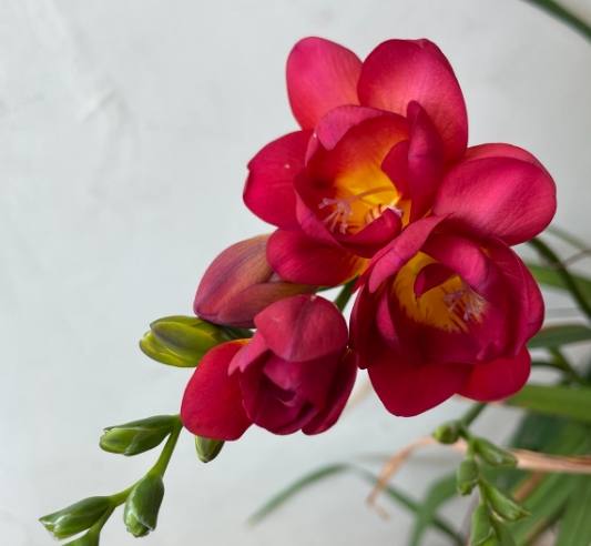 藍色小蒼蘭寓意 藍色小蒼蘭寓意