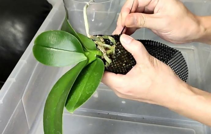 蘭花水耕栽培 蘭花水耕栽培