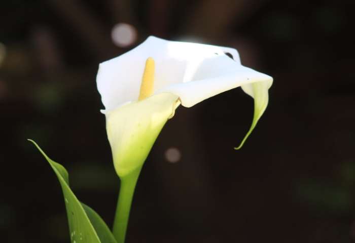 小蒼蘭白色花語 小蒼蘭白色花語