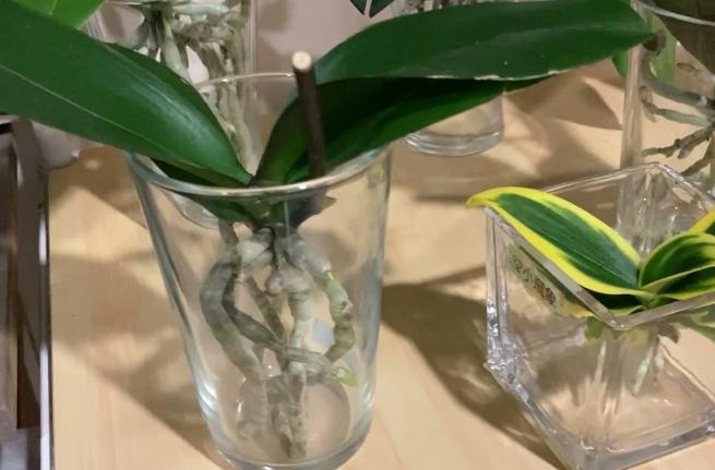 蘭花水培換水技巧 蘭花水培換水技巧