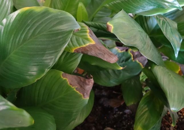 多肉葉子變黃解決 多肉葉子變黃解決